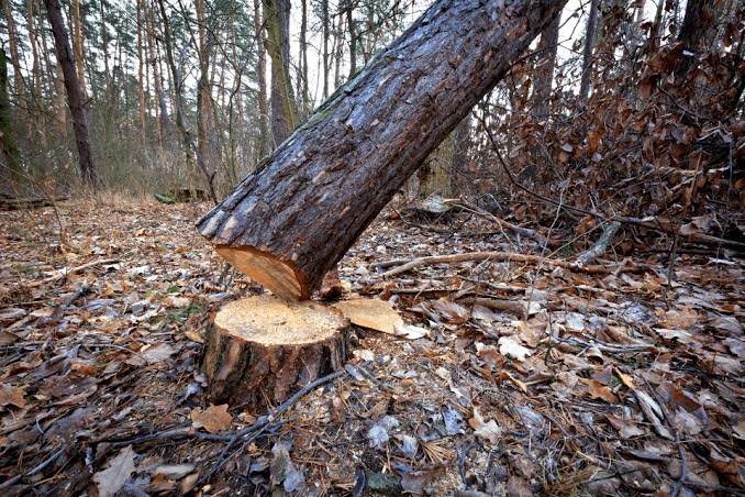 Tree Cutting