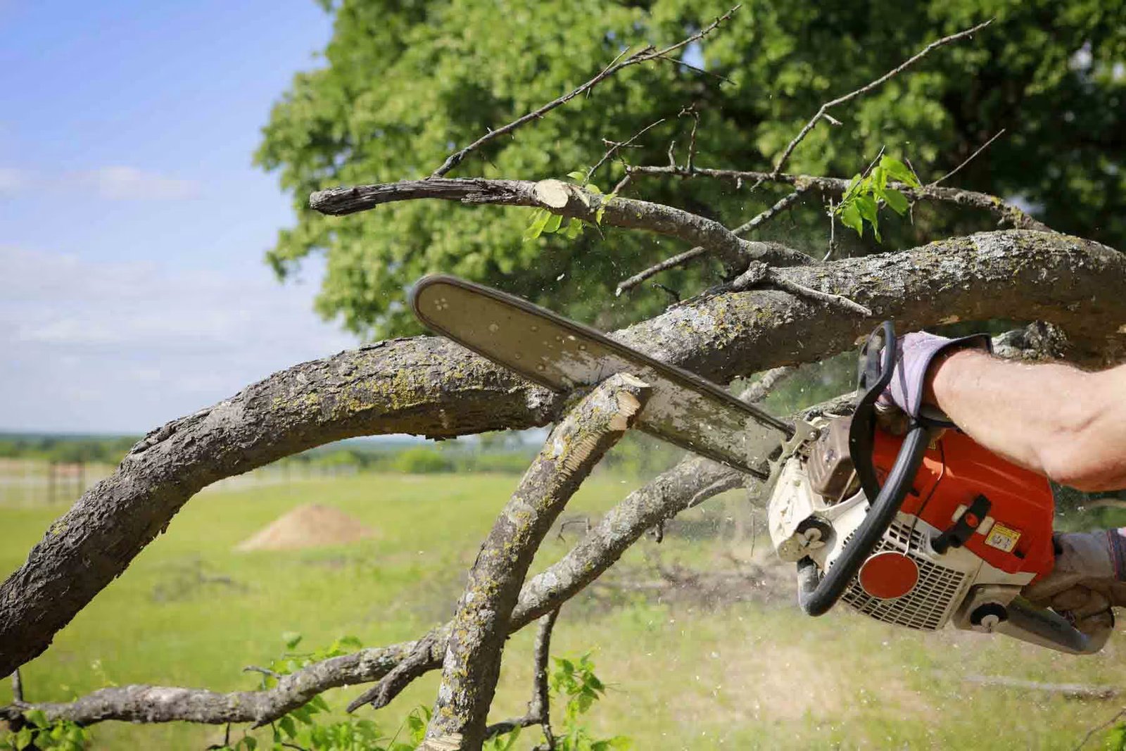 Tree Services
