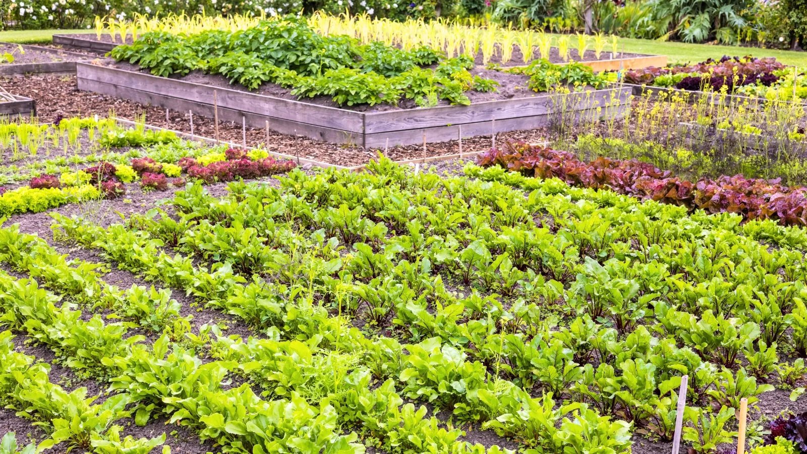 New Vegetable Beds